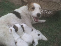 Fotos de perros